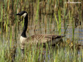 Canada Goose (Branta canadensis) in Hjalstaviken reserve, Sweden