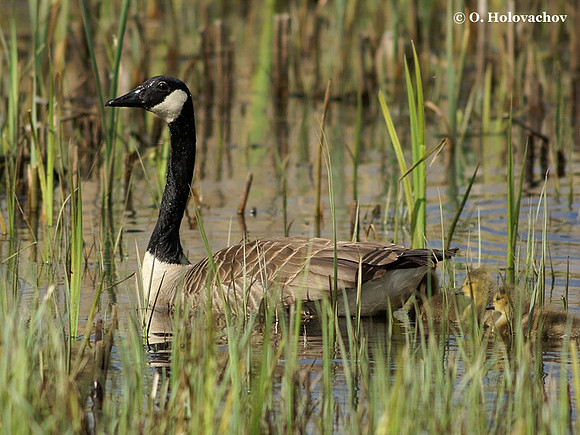 Canada Goose (Branta canadensis) in Hjalstaviken reserve, Sweden