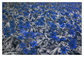 Anemone nemorosa