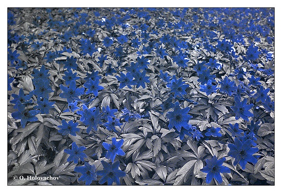 Anemone nemorosa
