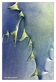 Agava leaf