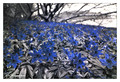 Anemone nemorosa