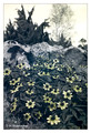 Anemone ranunculoides