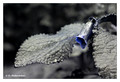 Digitalis sp.