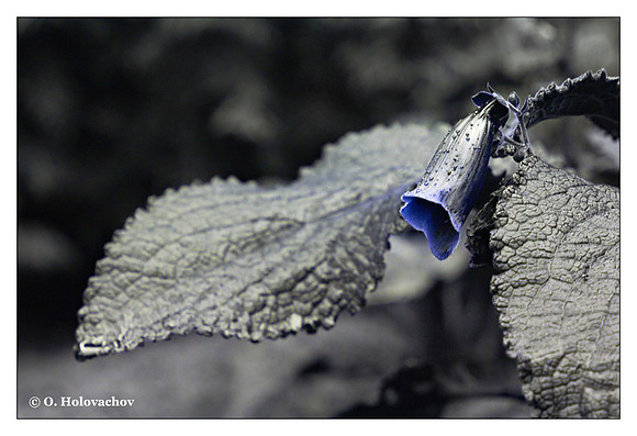 Digitalis sp.
