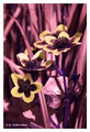 Caltha palustris