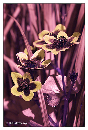 Caltha palustris