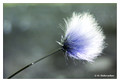 Eriophorum sp.