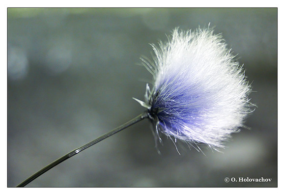 Eriophorum sp.