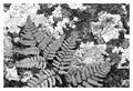 Fern leaf