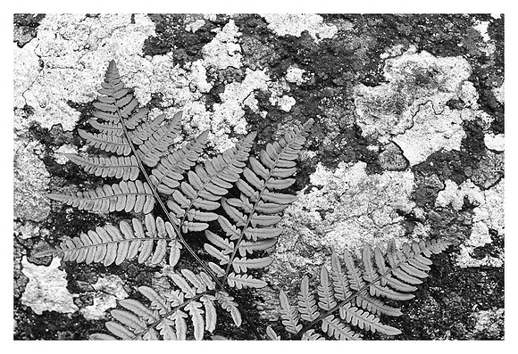 Fern leaf