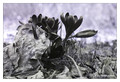 Crocus x stellaris