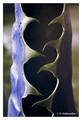Agava leaf