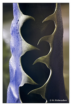 Agava leaf