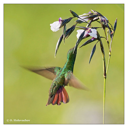 Green-brested Mango (Anthracothorax prevostii) in Palo Verde National Park, Costa Rica