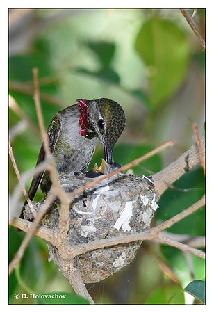 Anna's Hummingbird (Calypte anna) in Riverside, CA, USA