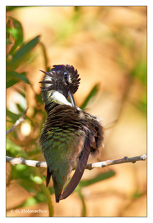 Costa's Hummingbird (Calypte costae) in Tucson, AZ, USA