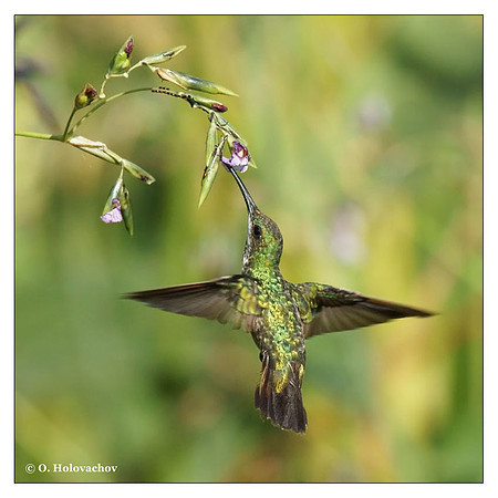 Green-brested Mango (Anthracothorax prevostii) in Palo Verde National Park, Costa Rica