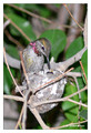Anna's Hummingbird (Calypte anna) in Riverside, CA, USA
