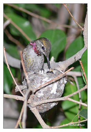 Anna's Hummingbird (Calypte anna) in Riverside, CA, USA