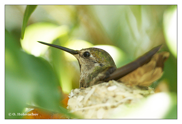 Anna's Hummingbird (Calypte anna) in Riverside, CA, USA