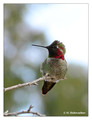 Anna's Hummingbird (Calypte anna) in Riverside, CA, USA