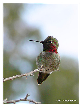 Anna's Hummingbird (Calypte anna) in Riverside, CA, USA