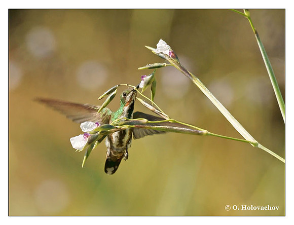 Green-brested Mango (Anthracothorax prevostii) in Palo Verde National Park, Costa Rica