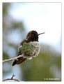 Anna's Hummingbird (Calypte anna) in Riverside, CA, USA