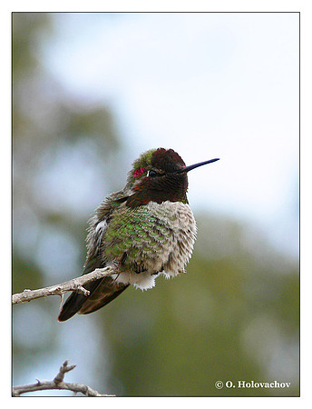 Anna's Hummingbird (Calypte anna) in Riverside, CA, USA