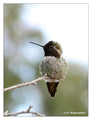 Anna's Hummingbird (Calypte anna) in Riverside, CA, USA