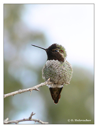Anna's Hummingbird (Calypte anna) in Riverside, CA, USA