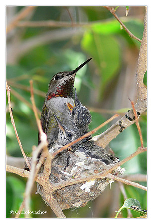 Anna's Hummingbird (Calypte anna) in Riverside, CA, USA