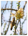 Anna's Hummingbird (Calypte anna) in Riverside, CA, USA
