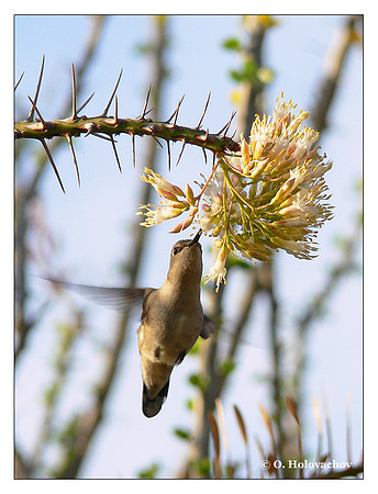 Anna's Hummingbird (Calypte anna) in Riverside, CA, USA