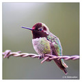 Anna's Hummingbird (Calypte anna) in Riverside, CA, USA