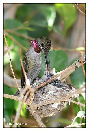 Anna's Hummingbird (Calypte anna) in Riverside, CA, USA