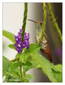 Rufous-tailed Hummingbird (Amazilia tzacatl) in La Selva Reserve, Costa Rica