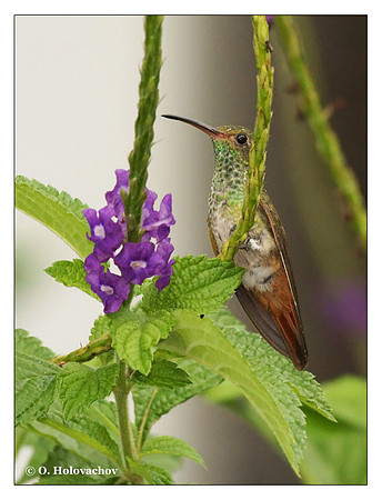 Rufous-tailed Hummingbird (Amazilia tzacatl) in La Selva Reserve, Costa Rica