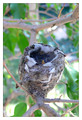 Anna's Hummingbird (Calypte anna) in Riverside, CA, USA