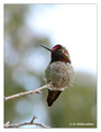Anna's Hummingbird (Calypte anna) in Riverside, CA, USA