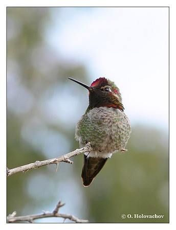 Anna's Hummingbird (Calypte anna) in Riverside, CA, USA