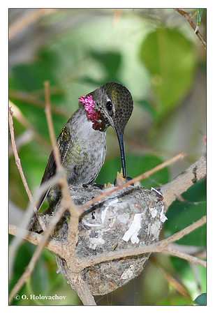 Anna's Hummingbird (Calypte anna) in Riverside, CA, USA
