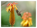Anna's Hummingbird (Calypte anna) in Riverside, CA, USA