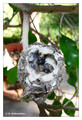 Anna's Hummingbird (Calypte anna) in Riverside, CA, USA