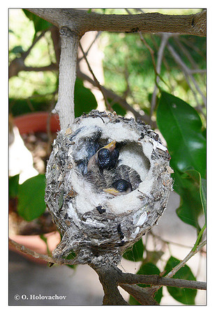 Anna's Hummingbird (Calypte anna) in Riverside, CA, USA