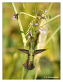 Green-brested Mango (Anthracothorax prevostii) in Palo Verde National Park, Costa Rica