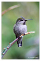 Anna's Hummingbird (Calypte anna) in Riverside, CA, USA