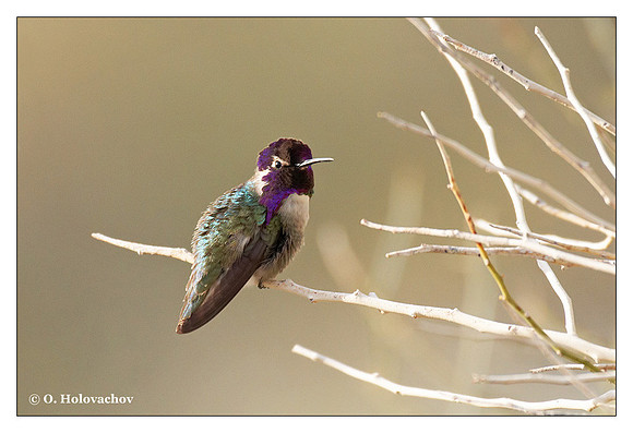 Costa's Hummingbird (Calypte costae) in Deep Canyon preserve, CA, USA