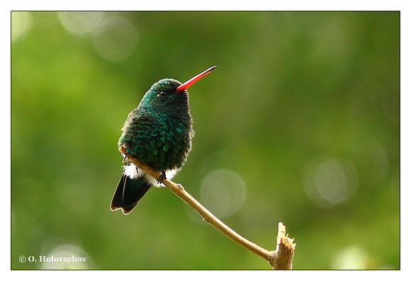 Glittering-bellied Emerald (Chlorostilbon aureoventris) in Cordoba, Argentina